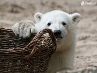 Knut, de kleine ijsbeer aan het spelen.