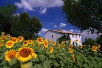 Casa dei Colli tussen de zonnebloemen