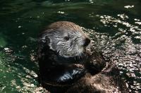 Een zee-otter in het Georgia Aquarium.
