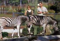 Een zebra in Naples Zoo