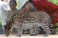 Een ocelot in Naples Zoo