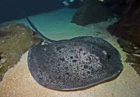 Een prachtige, grote pijlstaartrog in het Georgia Aquarium in Atlanta.