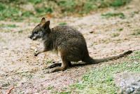 Een soort pademelon in de Wellington Zoo