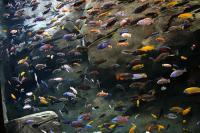 Cichliden, of in het Engels cichlids, in het Aquarium van Atlanta, Georgia.