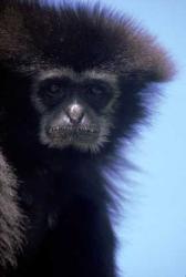 Withandgibbon in de dierentuin van Naples, Florida, USA