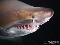 Een prachtige tijgerhaai, te zien in het aquarium.