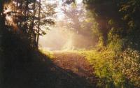De zon die door de bomen schijnt in het nabij gelegen bos van Le Domaine Vert.