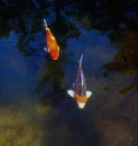 Koikarpers in de dierentuin van Naples, Florida