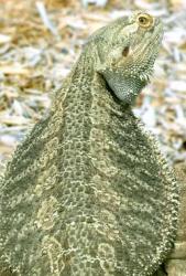 De Western Bearded Dragon in Naples Zoo, Florida, USA