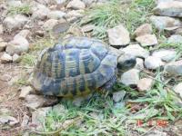 Schildpadden lopen gewoon vrij rond in Cres.