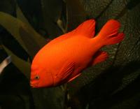 De mooie, oranje vis genaamd girabaldi in het Georgia Aquarium in Atlanta