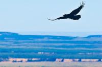 Een roofvogel vliegt over de Mesa Verde