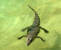 Een krokodil trekt baantjes.