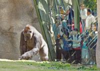 Een gorilla die door de bezoekers door glas wordt bekeken.