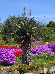 Een bloem in de Kirstenbosch National Botanical Garden.