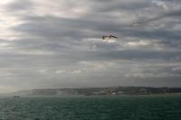 Foto gemaakt vanaf de veerboot van Dover naar Calais. Typische krijtrotsen en drie vogels in de lucht