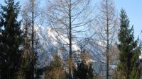 Oostenrijkse bergen door Oostenrijkse bomen