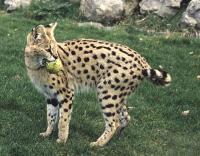 De serval (Leptailurus serval) is een katachtige die leeft op de Afrikaanse savanne.